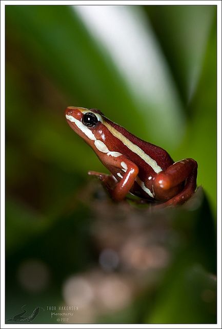 1000+ images about frogs on Pinterest.
