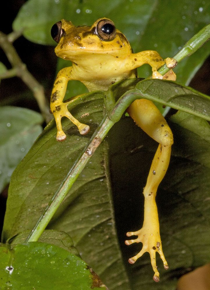 1000+ images about Frogs & Toads on Pinterest.