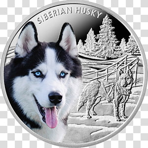 Gray and white dog illustration, Siberian Husky Arctic wolf.