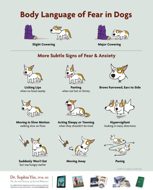 Body Language of Fear in Dogs.