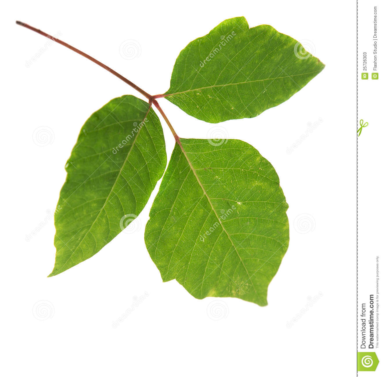 Three leaved vine clipart 20 free Cliparts | Download images on ...