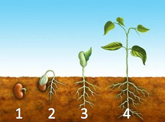 Plant Life cycles.