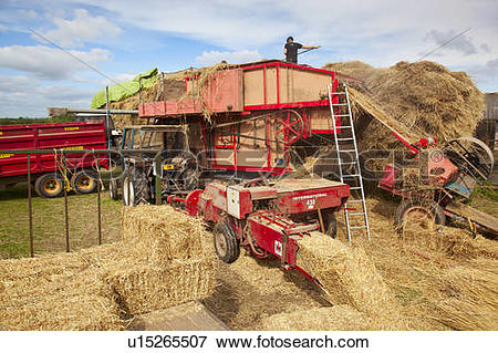 Picture of England, Somerset, North Curry. Traditional threshing.