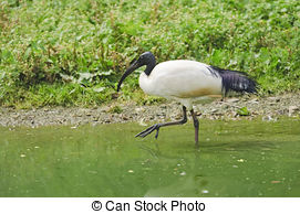 Stock Photographs of African Sacred Ibis.