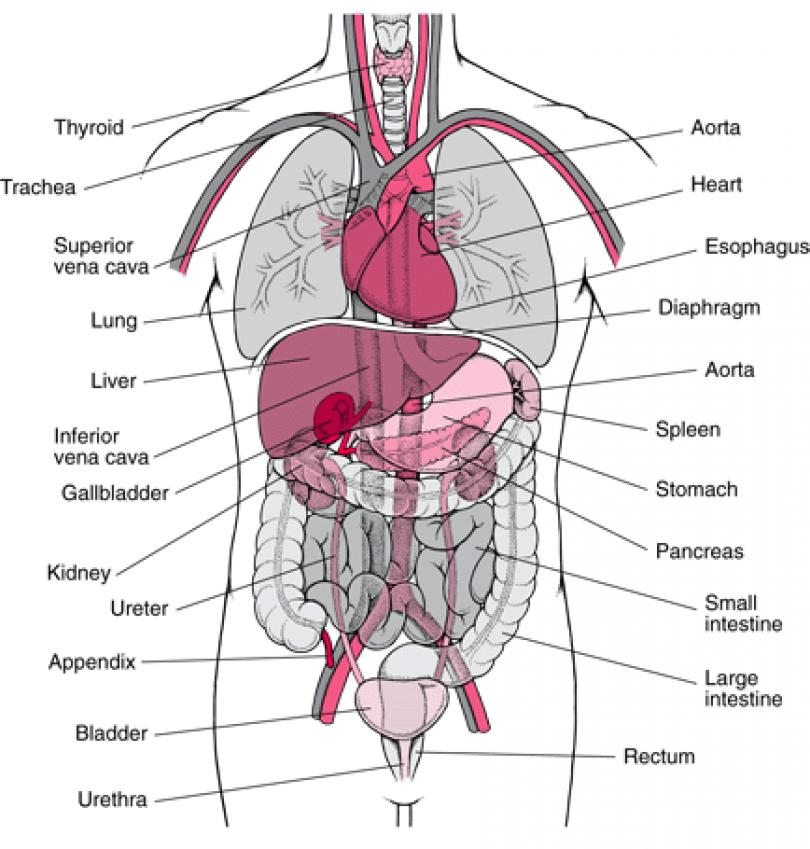 Human Body Internal Organs Diagram.