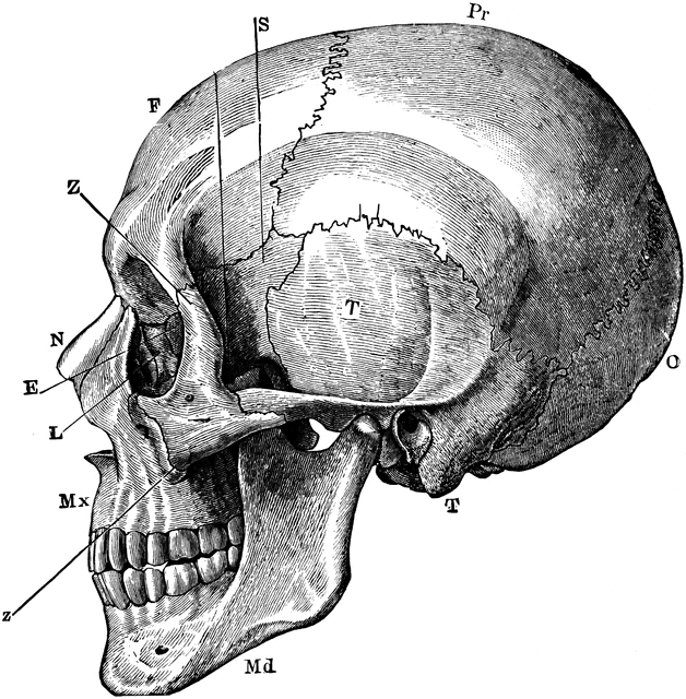 Side View of the Skull.