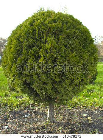 Thuja Occidentalis Stock Images, Royalty.