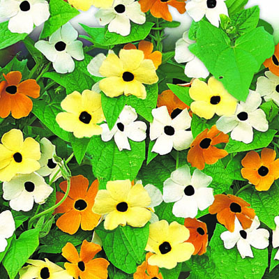 Thunbergia alata clipart 20 free Cliparts | Download images on ...