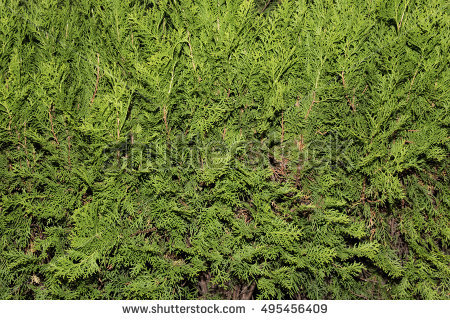Thuja Stock Images, Royalty.