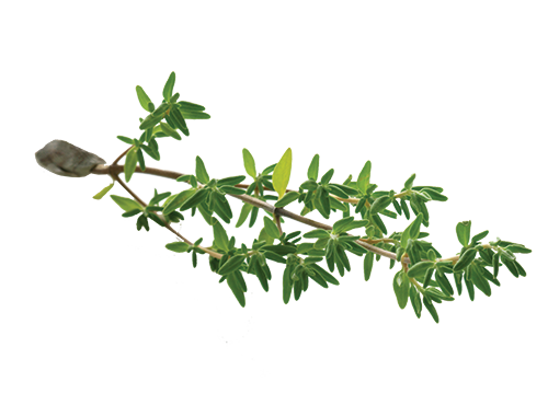 Thyme png 4 » PNG Image.
