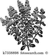 Thymus serpyllum Clipart Royalty Free. 8 thymus serpyllum clip art.