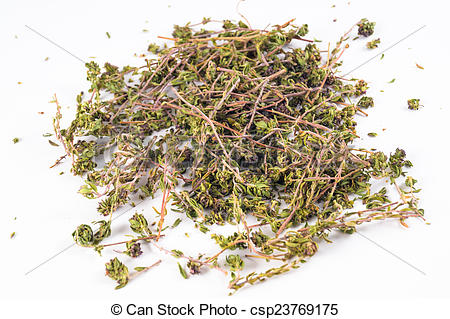 Picture of Thymus vulgaris in white background csp23769175.