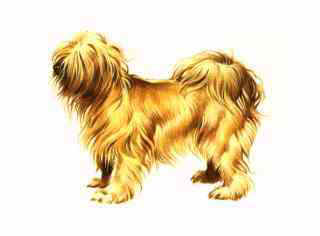 Tibetan Terrier.