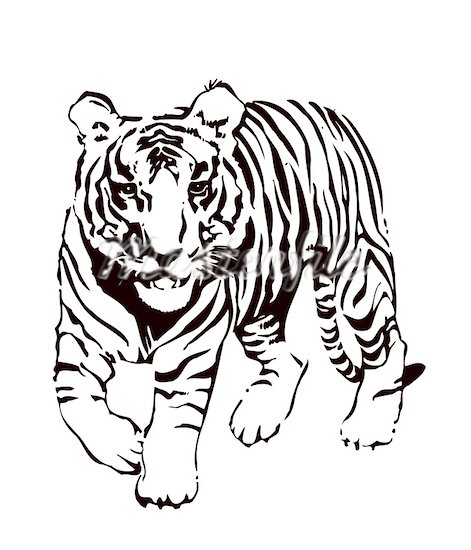 Free Black And White Tiger Clipart, Download Free Clip Art.