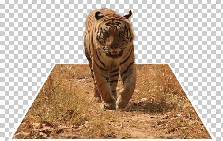 Trinil Tiger Kanha Tiger Reserve Photography PNG, Clipart.