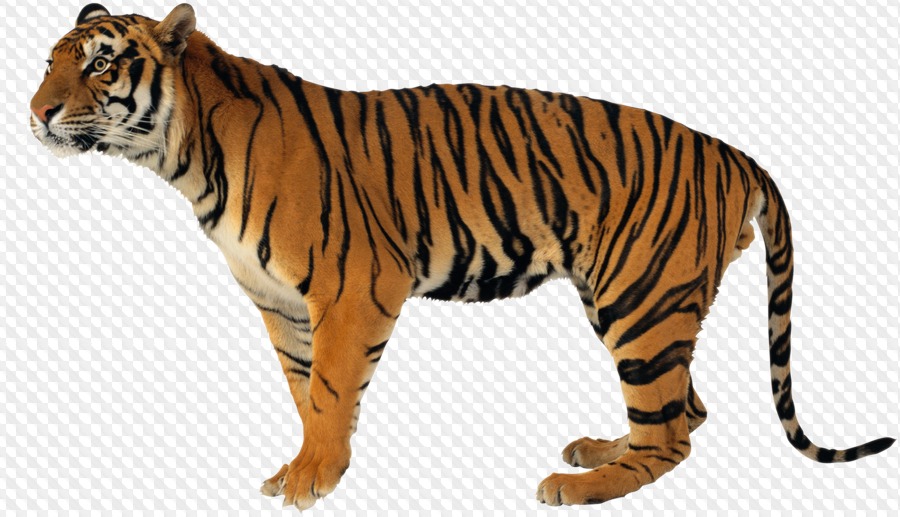 45 PNG, Lion, Tiger, Panther, Wolf, Jaguar, Predatory, animals.