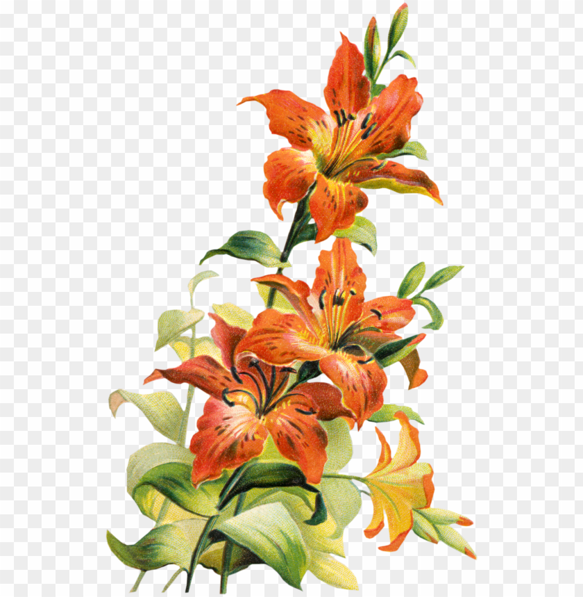Download 195832 tiger lily flower clipart free clip art.
