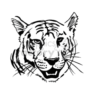 white tiger clipart. Royalty.