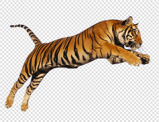 Tiger PNG Transparent Images.