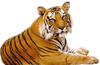 Tiger PNG images.