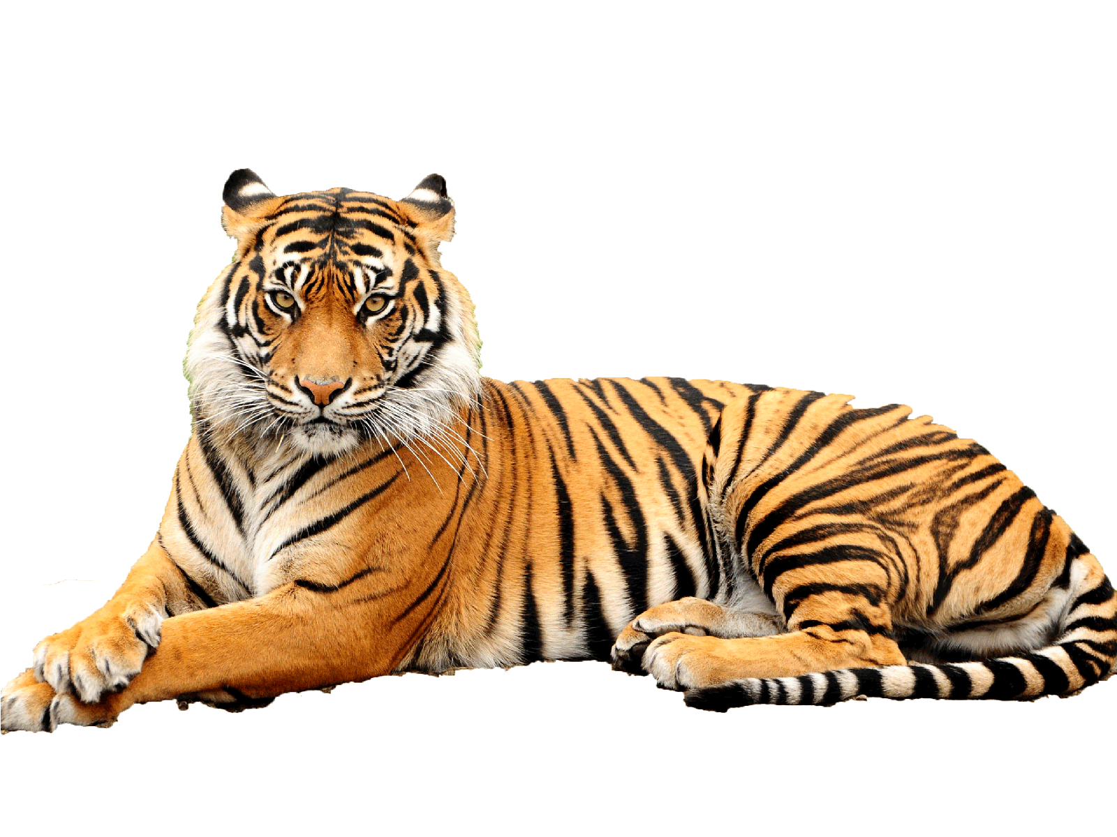 Tiger PNG Images Transparent Free Download.