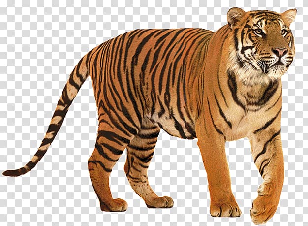 Lion Felidae Siberian Tiger Big cat, tigre transparent.