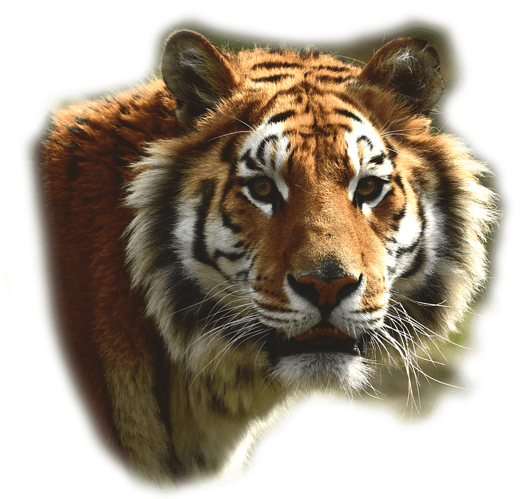 tigre png 10 free Cliparts | Download images on Clipground 2021
