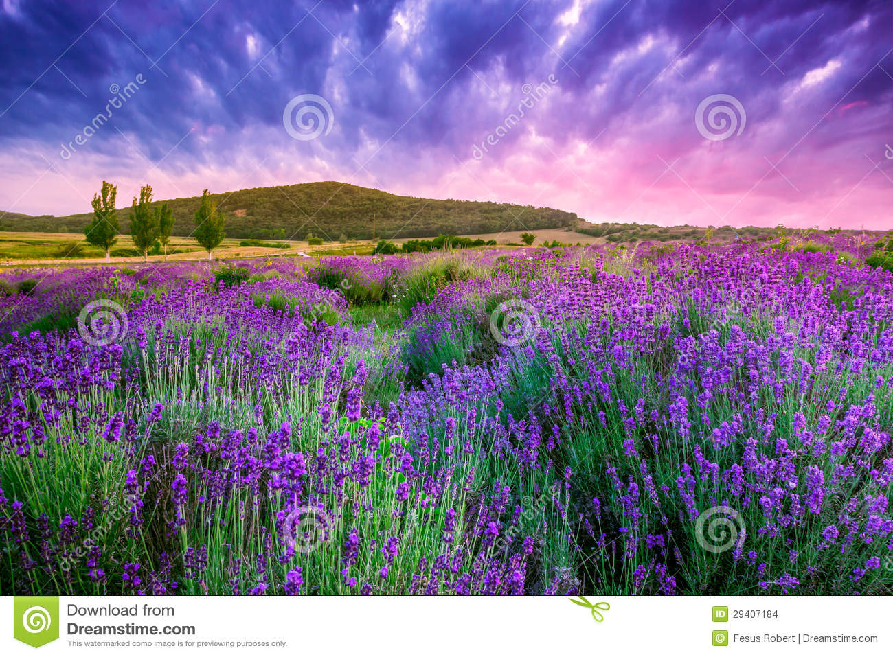 Sunset Over A Summer Lavender Field In Tihany, Hungary Stock.
