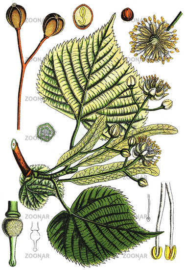 Photo Tilia platyphyllos subsp. cordifolia Image #3785020.