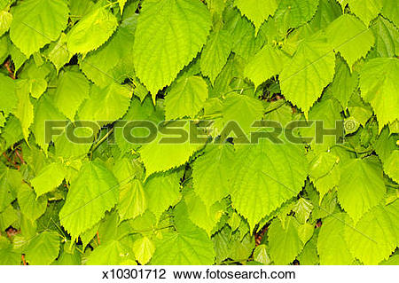 Stock Photo of Sprouting leaves of Tilia platyphyllos. Lime Tree.