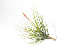 Tillandsia White Background Stock Photos, Images, & Pictures.