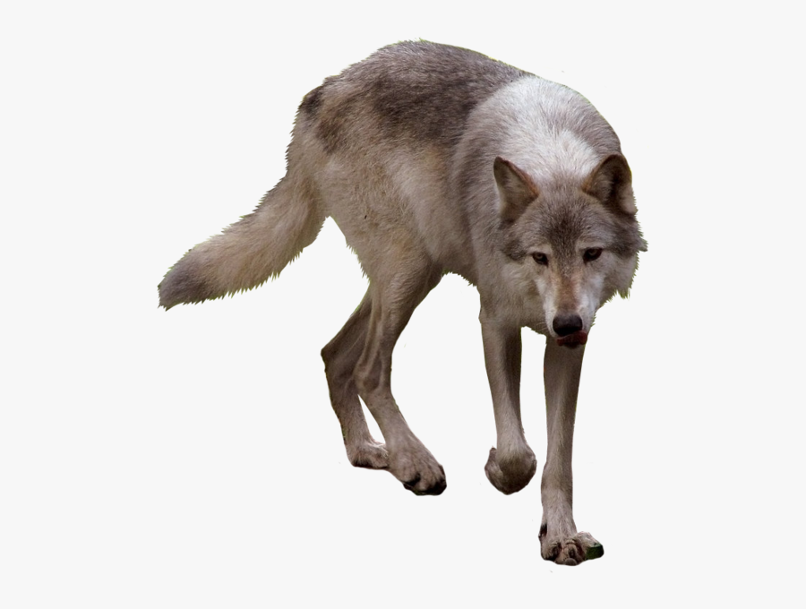 timberwolf clipart 10 free Cliparts | Download images on Clipground 2023