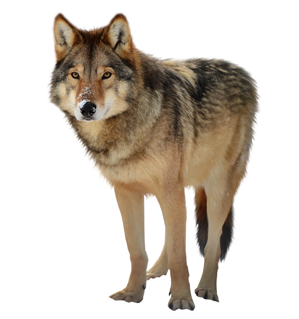 Download Free png Timber Wolf PNG.