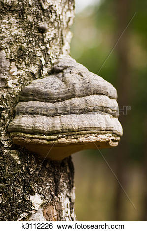 Stock Images of Mushroom Tinder fungus on birch tree k3112226.