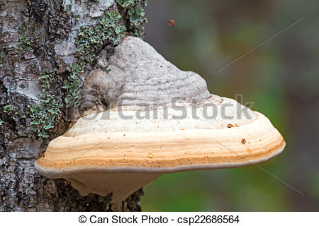 Stock Image of Tinder fungus grows on birch..