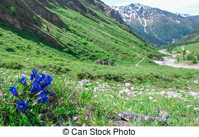 Stock de imagenes de alpes, Alemán, primavera, Gentiana, genciana.