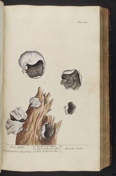 Russula lepida Fr. Mary Banning, The Fungi of Maryland, 19th.