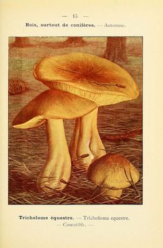 Russula lepida Fr. Mary Banning, The Fungi of Maryland, 19th.