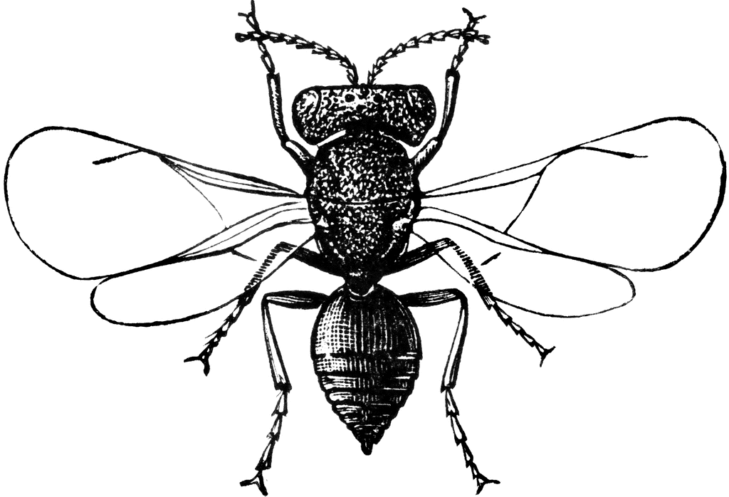 Tiny Flies Clipart.