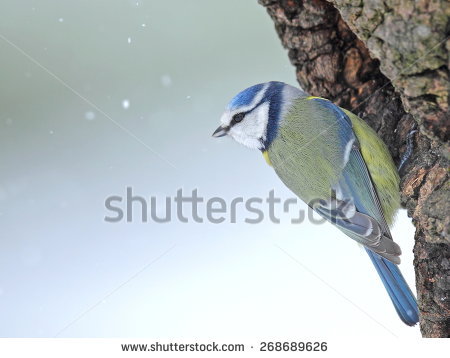 Great Spotted Woodpecker On Rotten Hollowed Stock Photo 49191415.