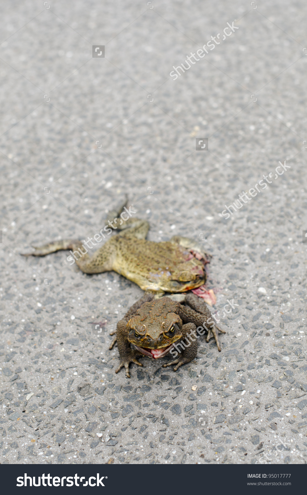 Cane Toad Roadkill Cane Toad Bufo Stock Photo 95017777.
