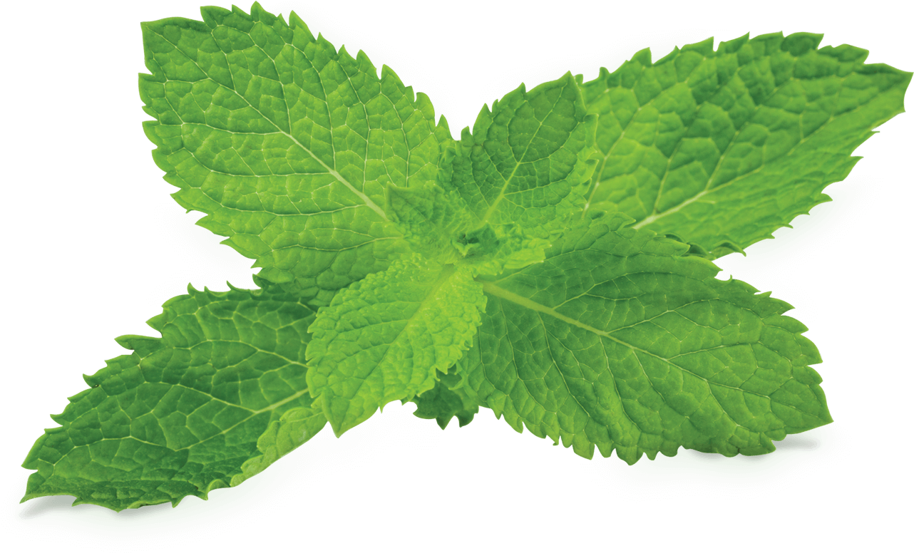 tobacco plant clipart transparent background 10 free Cliparts