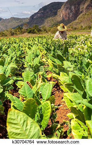Stock Photo of Tobacco plantation k30704764.