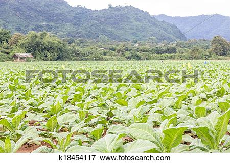 Picture of Tobacco plantation k18454117.