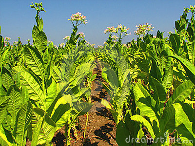 Tobacco Plantation Stock Images.