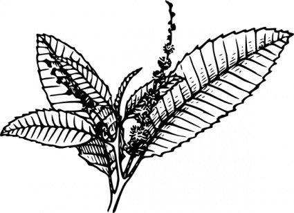 Tobacco leaf clipart.