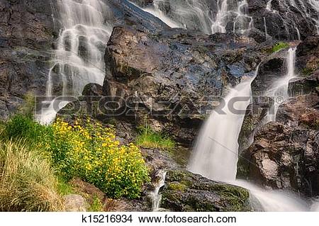 Stock Photo of Todtnauer Waterfalls with yellow flowers, Black.