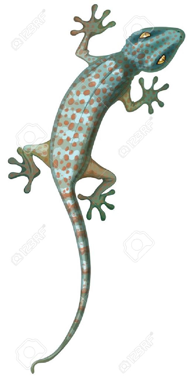 19,024 Gecko Stock Vector Illustration And Royalty Free Gecko Clipart.