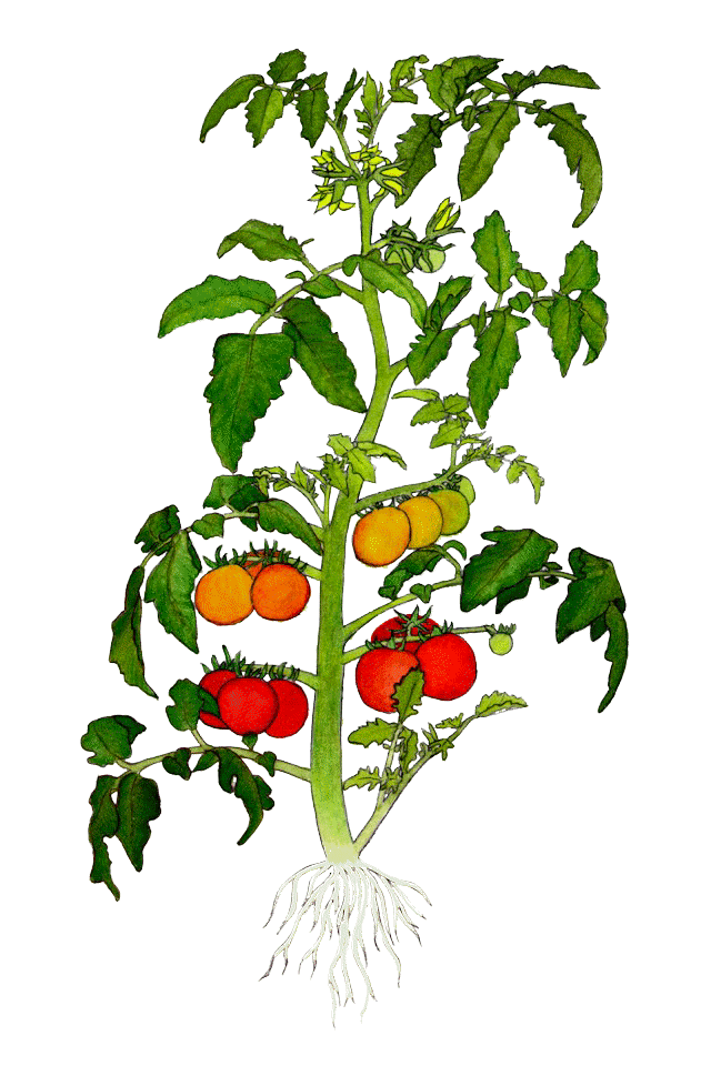 Tomato Plants Variety Heirloom.