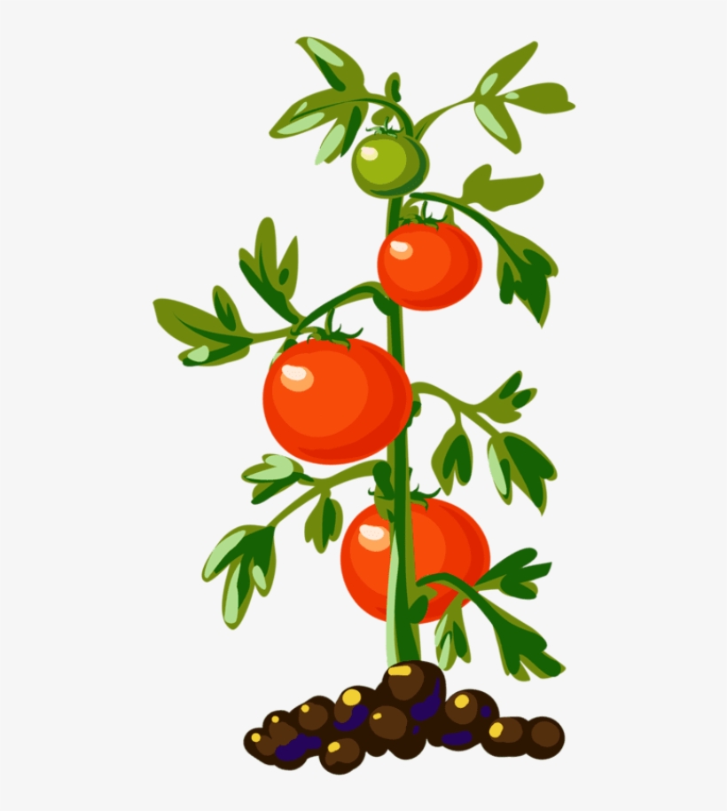 tomato plant clip art 10 free Cliparts | Download images on Clipground 2022